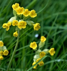 cowslips 180502