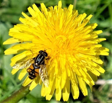 hoverfly on dandelion 180502